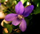 بنفشه معطر